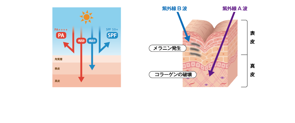紫外線B波 メラニン発生 紫外線A波 コラーゲンの破壊